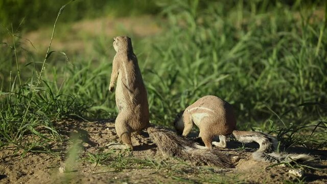 Wide shot of two African Ground Squirrel standing on their hind feet and scanning their surroundings, Kgalagadi Transfrontier Park.