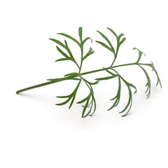 Fototapeta premium Close up shot of branch of fresh green dill herb leaves isolated on white background