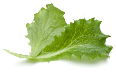 Close up studio shot of fresh green endive salad leaf isolated on white background.