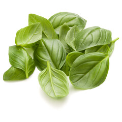 Sweet basil herb leaves handful isolated on white background closeup