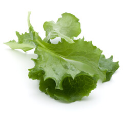 Close up studio shot of fresh green endive salad leaf isolated on white background.