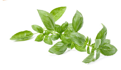 sweet basil herb leaves isolated on white background. Genovese basil leaf.
