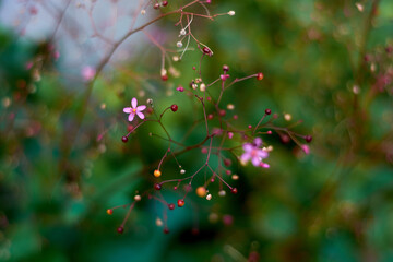 A top view of Talinum Paniculatum flower surrounded by panicles of flowers from above, with blurry background. Horizontal shot.