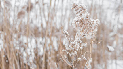 Frühlingsblume im Schnee in Beigetönen, schöne Ährchen, Ährchen Nahaufnahme, Naturtapete. © Andrii