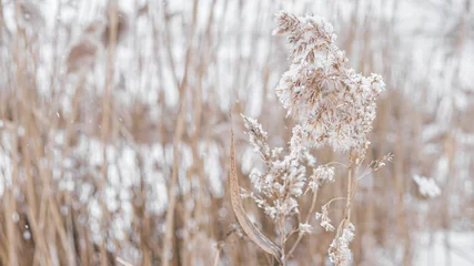 Frühlingsblume im Schnee in Beigetönen, schöne Ährchen, Ährchen Nahaufnahme, Naturtapete. © Andrii