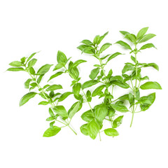 Sweet Genovese basil branch isolated on white background. Flat, Top view.