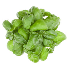Fresh sweet Genovese basil bouquet isolated on white background cutout. Top view.