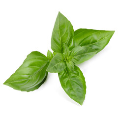 sweet basil herb leaves isolated on white background. Genovese basil leaf.