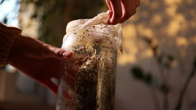 Female hands hold glass jar with alfalfa and broccoli sprouts.