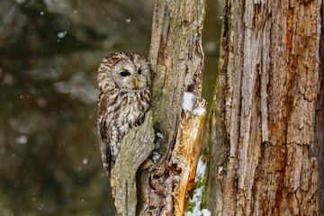 Owl in snowfall. Tawny owl, Strix aluco, perched on rotten oak stump. Beautiful brown owl in winter forest. Wildlife from European nature. Portrait of nocturnal bird of prey in natural habitat.