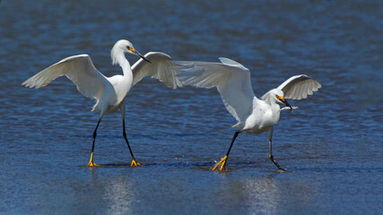 Fishing in the shore