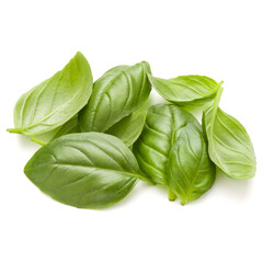 Sweet basil herb leaves handful isolated on white background closeup