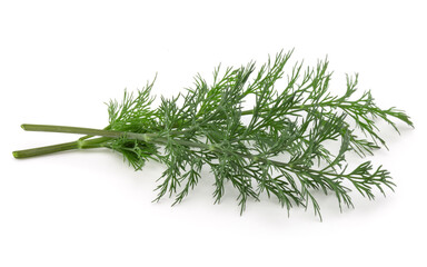 Close up shot of branch of fresh green dill herb leaves isolated on white background