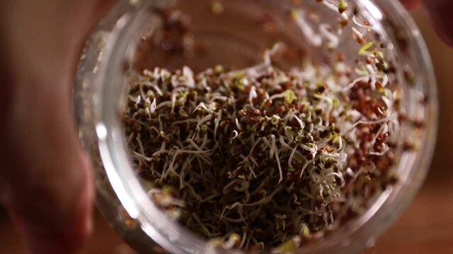 Female hands hold glass jar with alfalfa and broccoli sprouts.