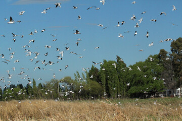 Flock in the countryside
