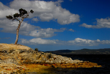 Obraz premium Lone Tree On The Southern Tasmanian Coastline