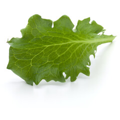 Close up studio shot of fresh green endive salad leaf isolated on white background.