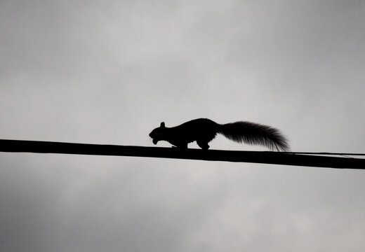 squirrel silhouette rope walking on a cable with his nut 