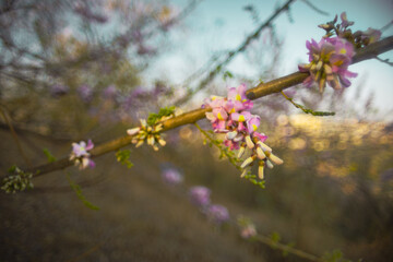 Judas blossom in spring, shallow depth of field, artistic vintage look. 