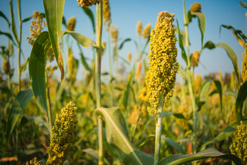 Field of sorghum plant, also know as Jowar in India, in West Africa as Guinea corn, and in China as kaoliang.. Shallow depth of field. 
