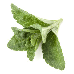 Stevia leaves pieces isolated om white background cut out.