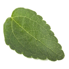 Stevia leaves pieces isolated om white background cut out.