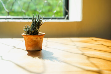 Green cactus in a earthen pot at window, home plant. green nature side wooden window, plant