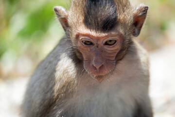 可愛いサル