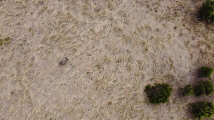 overhead view of a lone adult native australian emu in a large flowing grassy field, rural Victoria, Australia