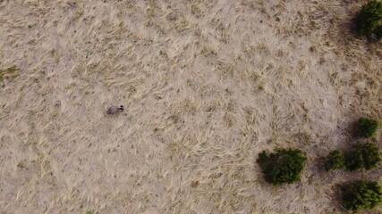 overhead view of a lone adult native australian emu in a large flowing grassy field, rural Victoria, Australia