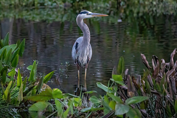 great blue heron
