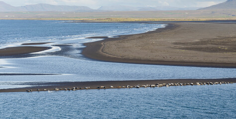 Harbor seal at Hunajordur. Landscape on peninsula Vatnsnes in northern Iceland. © Danita Delimont