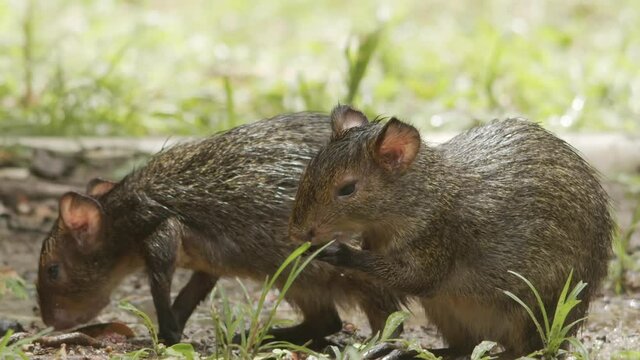 Cute young Cutias in the grass. Slow motion footage