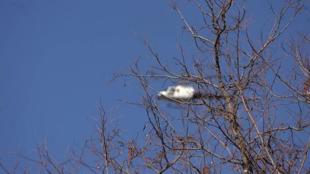 Helicopter Flying Low hovering over street