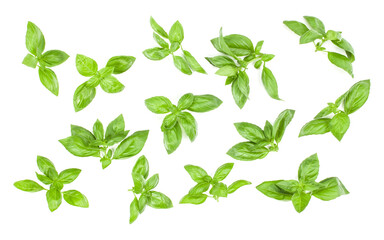 Sweet Genovese basil leaves background arrangement isolated on white. Top view.