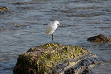 An egret on a rock in the water at a California ocean beach
