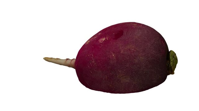 Realistic render of a rotating half Red Radish on white background. The video is seamlessly looping, and the 3D object is scanned from a real radish.
