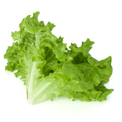 fresh green lettuce salad leaves isolated on white background