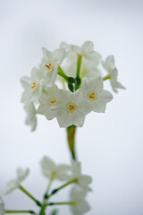 White paperwhite narcissus bulb flowers forced in winter in the snow