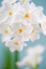 Fototapeta na wymiar White paperwhite narcissus bulb flowers forced in winter