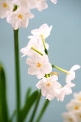 White paperwhite narcissus bulb flowers forced in winter