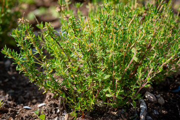 An organic summer savory herb plant with a bitter flavour and aroma growing in a garden on a farm. The fresh sprig of the tall herb plant has bright green leaves, thin stalks and a thick shrub.