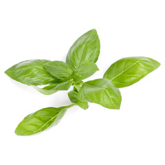 sweet basil herb leaves isolated on white background. Genovese basil leaf.