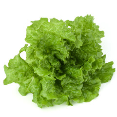 fresh green lettuce salad leaves isolated on white background
