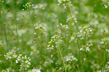 Capsella bursa-pastoris, shepherd's purse in meadow in natural environment of sprouting. Young plants with white flowers. Medicinal herbs during flowering.
