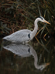 Grey Heron (Ardea cinerea) standing on the edge of a lake
