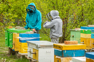 child broadcasting online from apiary. Dad and son on the apiary. Family agribusiness. boy records video as father works near bee hives. Online education in beekeeping and fertilization of queen bee.