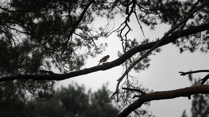 Greater spotted woodpecker (Dendrocopos major) pecking a branch