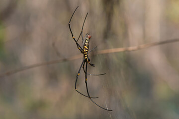 Giant golden orb weaver
