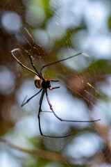 Giant golden orb weaver
"Nephila pilipes" spotted in Thailand.